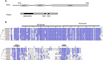 CsMYB15 positively regulates Cs4CL2-mediated lignin biosynthesis during juice sac granulation in navel orange